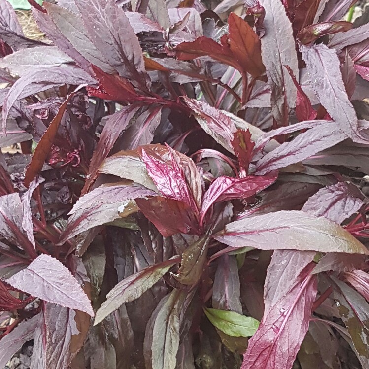 plant image 100899