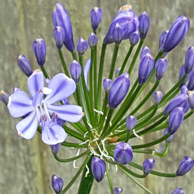 plant image 164984 plant image 164984
