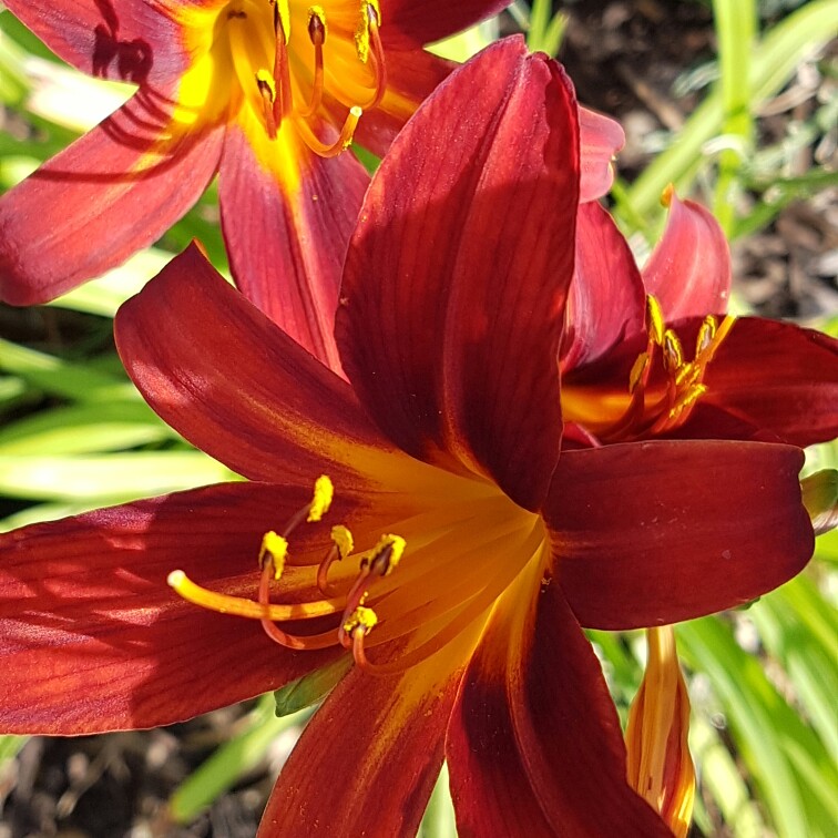 plant image 178330 plant image 178330