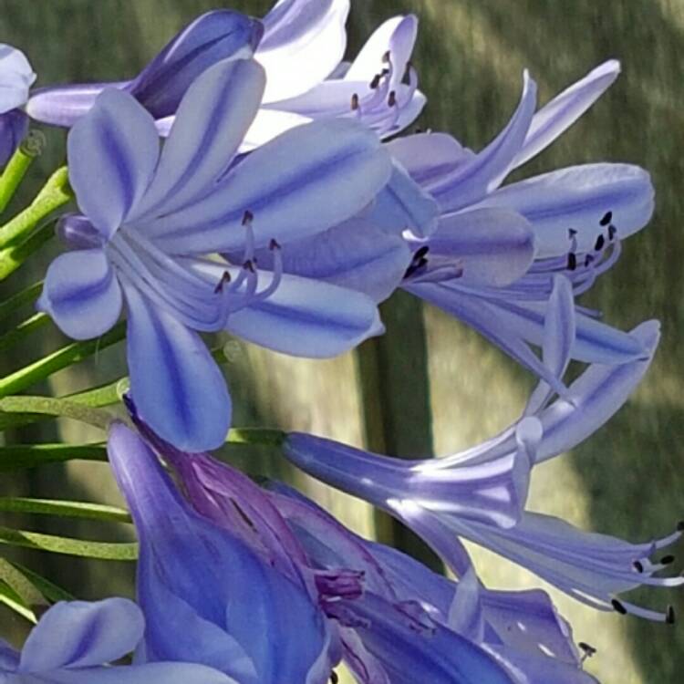 Plant image Agapanthus 'Sweet Surprise'