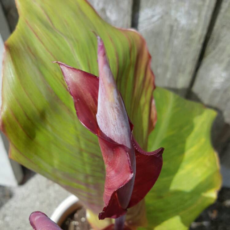 plant image 197258