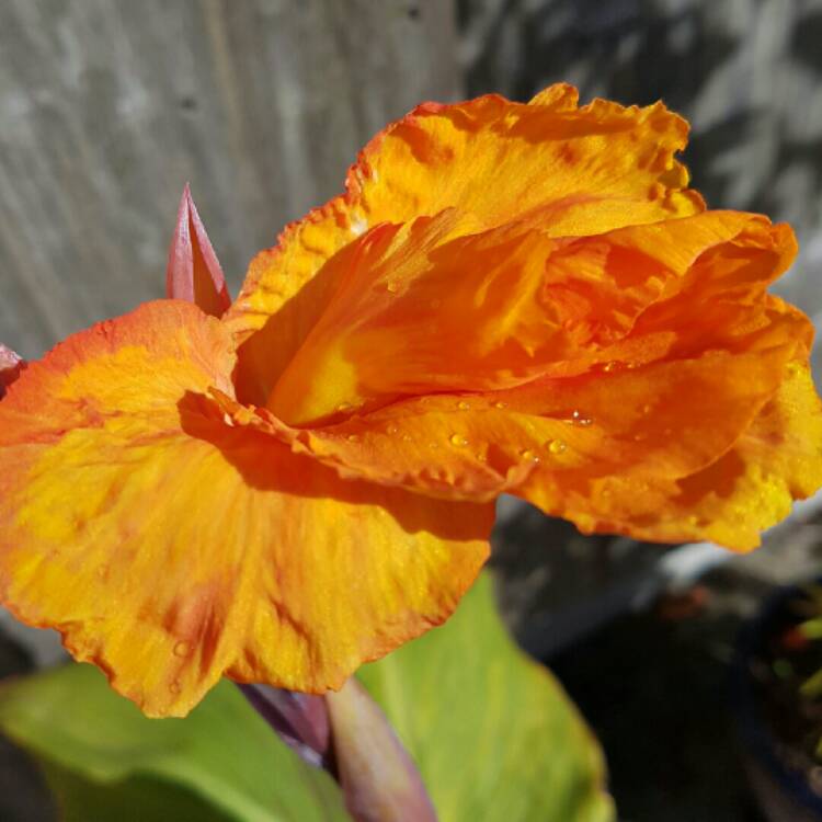 Plant image Canna 'Black Knight'
