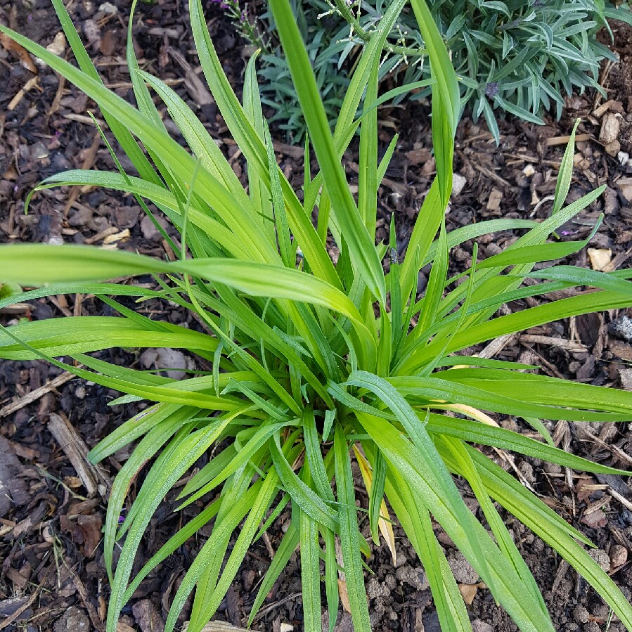 plant image 90357 plant image 90357