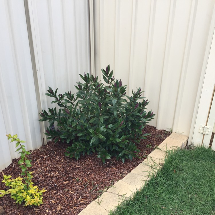 plant image 262285