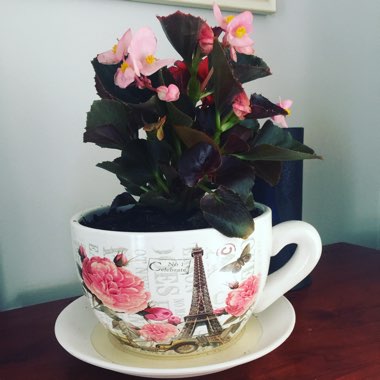 Kristy-lee's garden