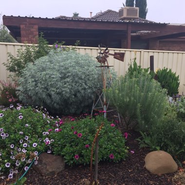 Kristy-lee's garden
