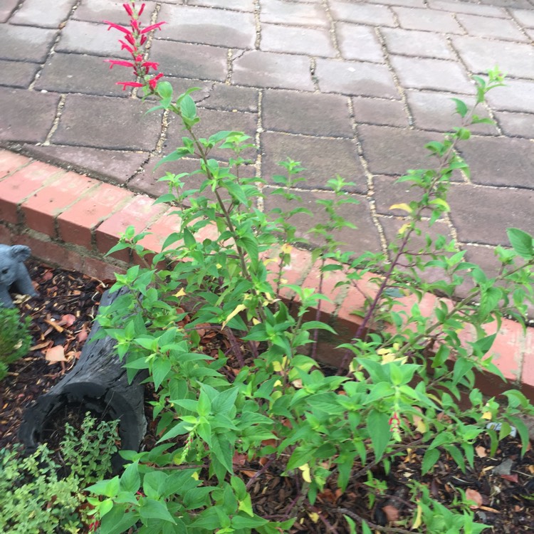 plant image 337498