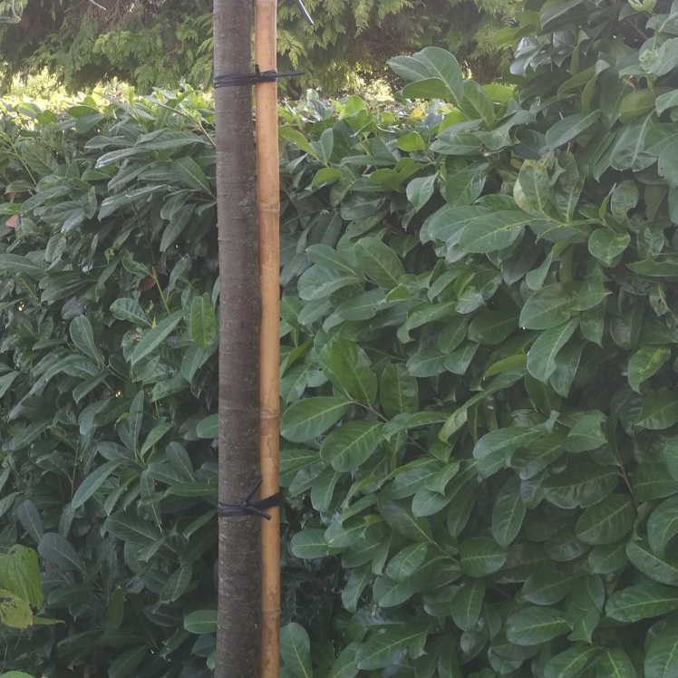 Plant image Prunus lusitanica 'Angustifolia'