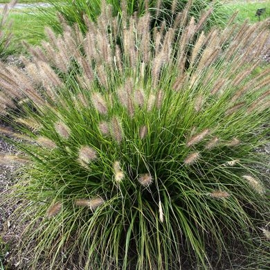 Plant image Pennisetum alopecuroides 'Weserbergland'