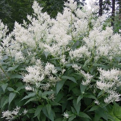 Plant image Persicaria polymorpha