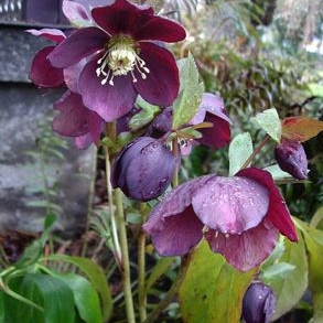 Plant image Helleborus x hybridus 'Harvington Smokey Blues'