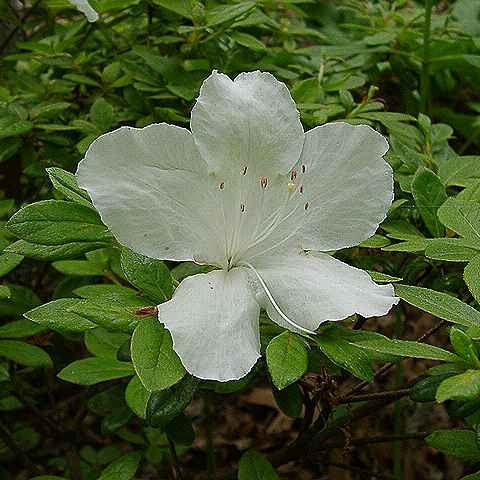 plant image 1229870