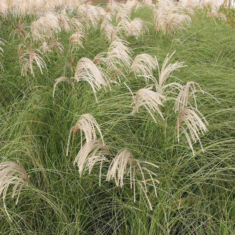 Plant image Miscanthus sinensis 'Ghana'