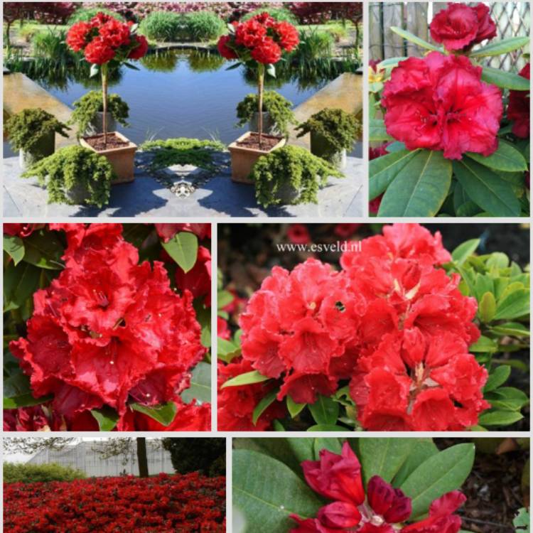 plant image 1413011