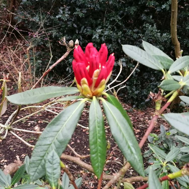 plant image 1452392
