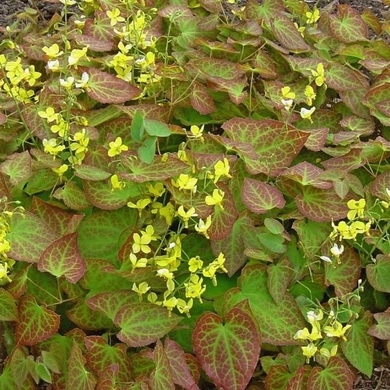plant image 1482749