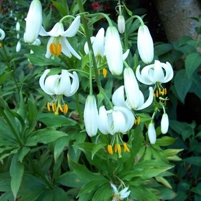Plant image Lilium martagon var. album syn. Lilium martagon 'Album'