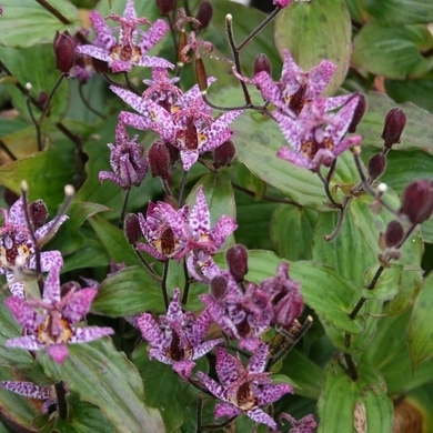 Plant image Tricyrtis formosana 'Dark Beauty'
