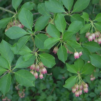 Plant image Enkianthus campanulatus