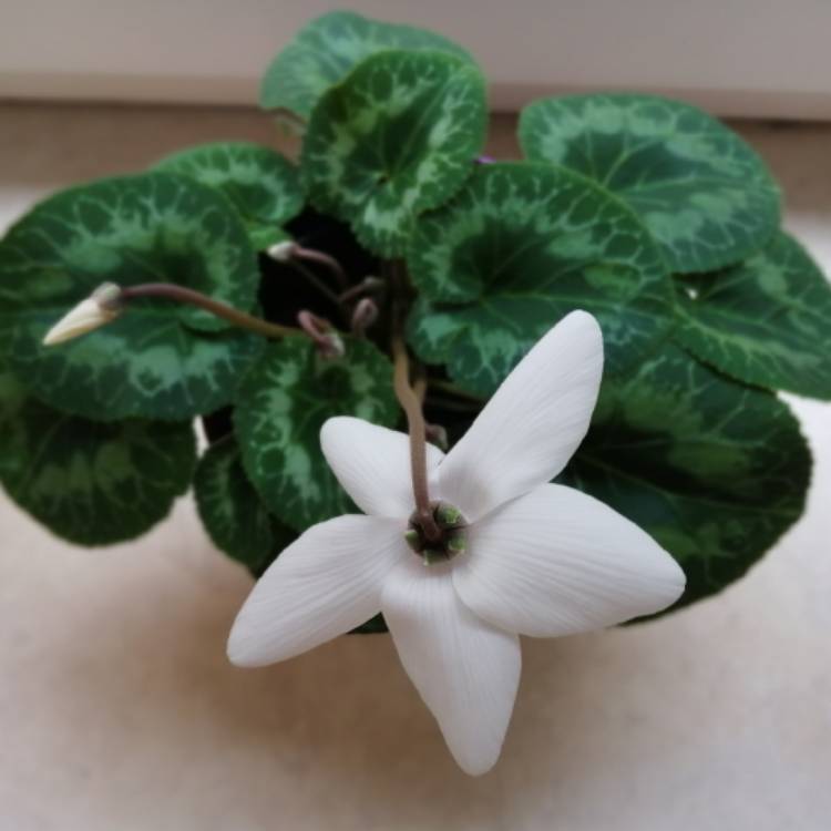 Plant image Cyclamen 'Halios Pure White' (Halios Series)
