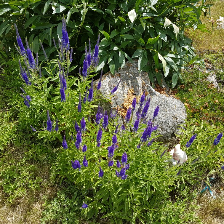 Plant image Veronica teucrium 'Shirley Blue'