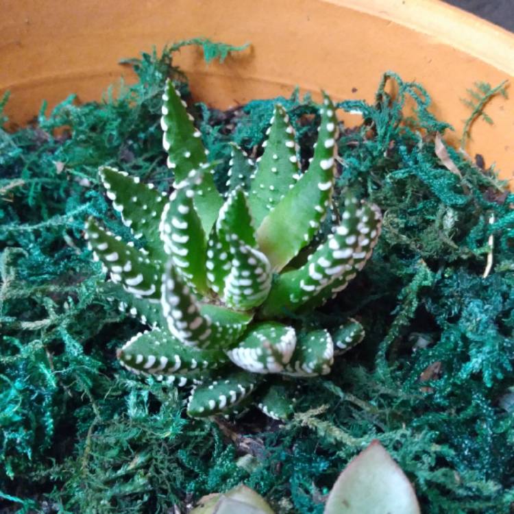 Plant image Haworthia papillosa