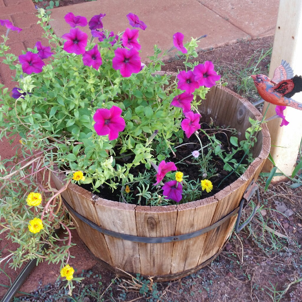 Petunia