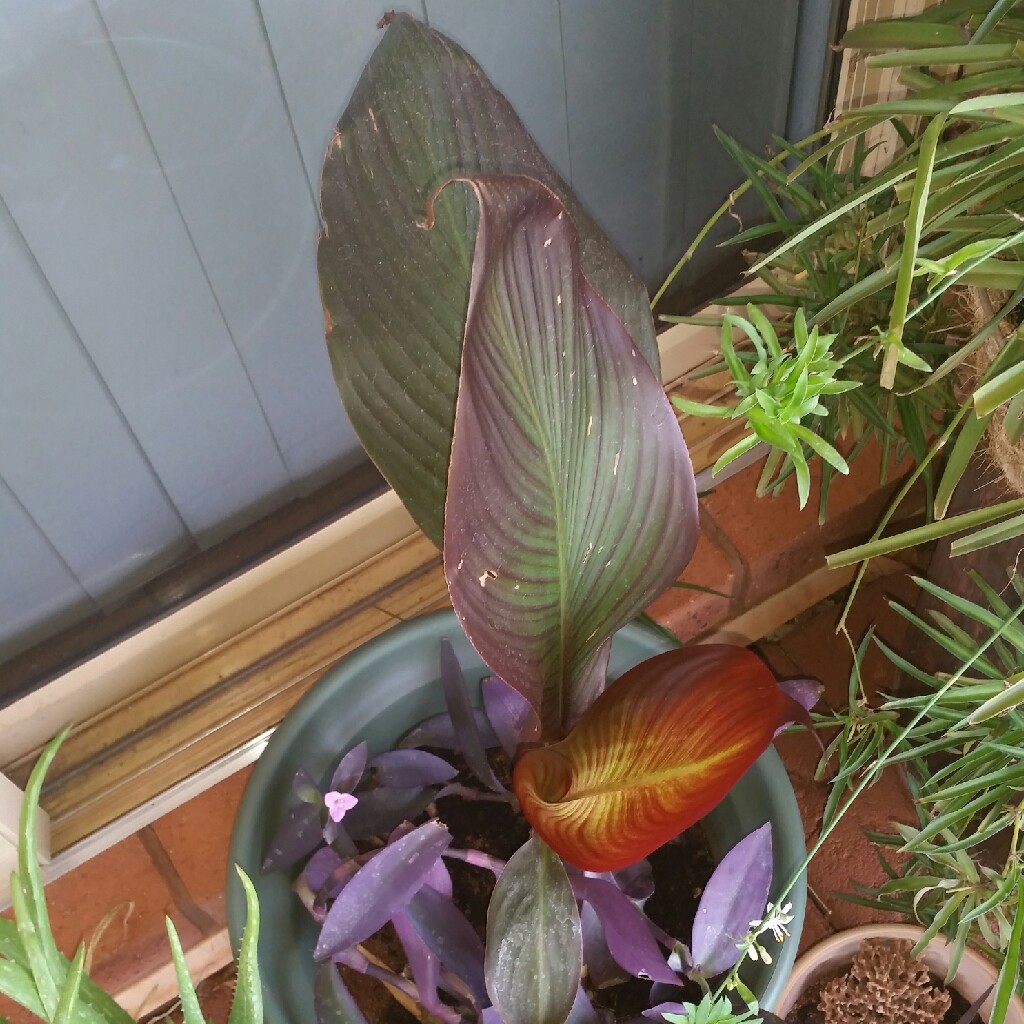 Canna 'Wyoming'
