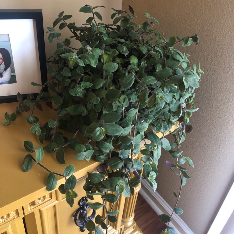 Plant image Tradescantia chrysophylla 'Baby Bunny Bellies'