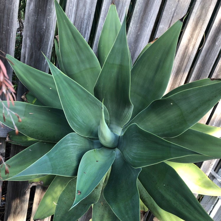 plant image 1260937