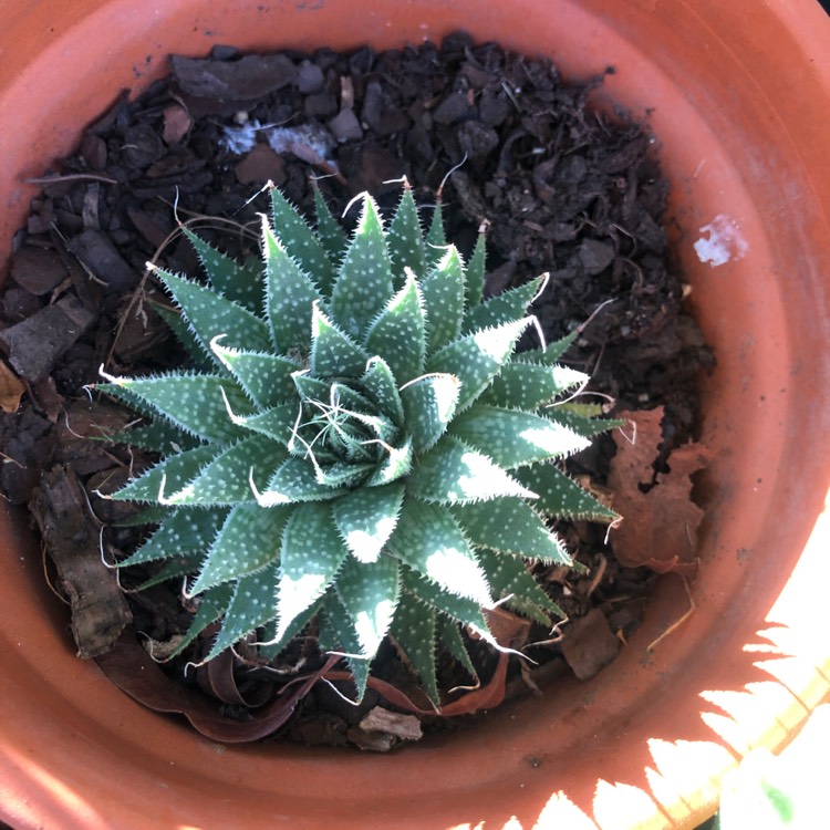 plant image 1260938