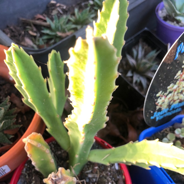 plant image 1260941