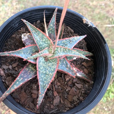 Aloe 'Christmas Carol'