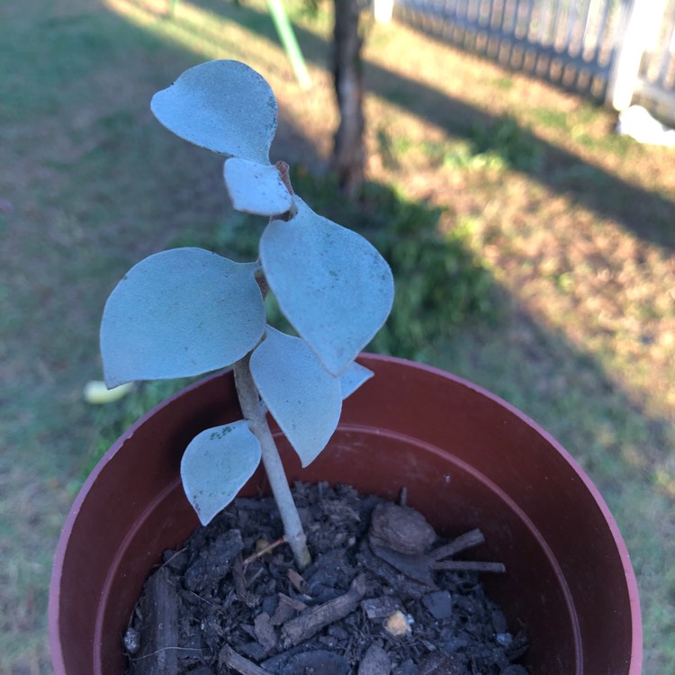 plant image 1260946