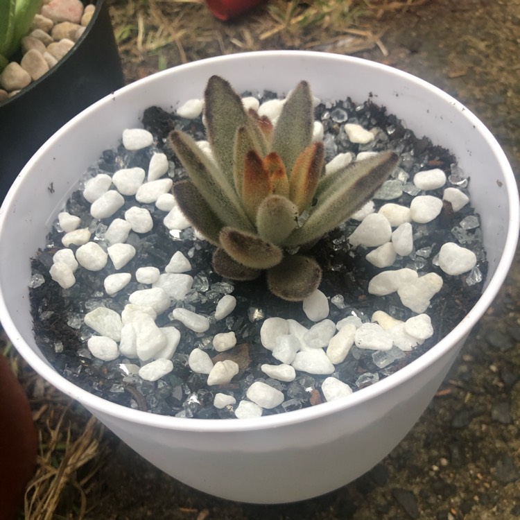 plant image 1262722
