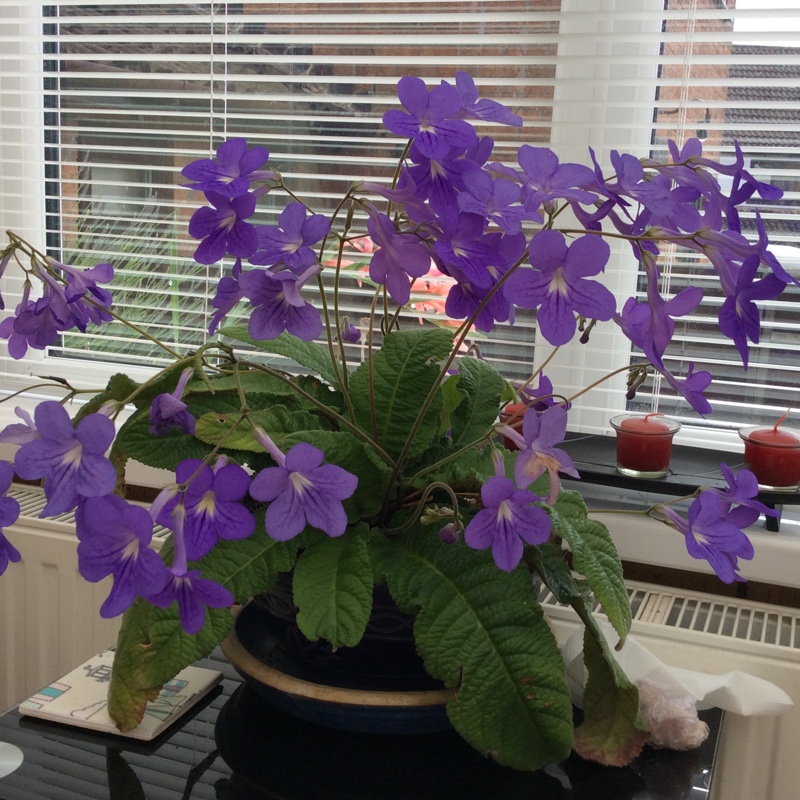 plant image 137005