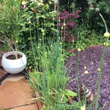 Margaret's garden