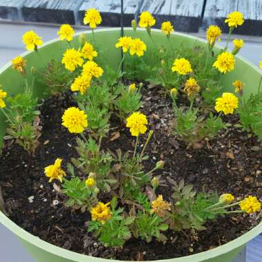French Marigold 'Linnaeus'