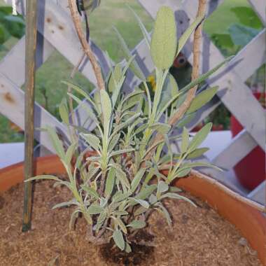 Garden Sage