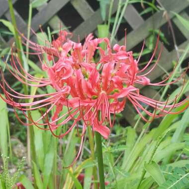 Red Spider Lily