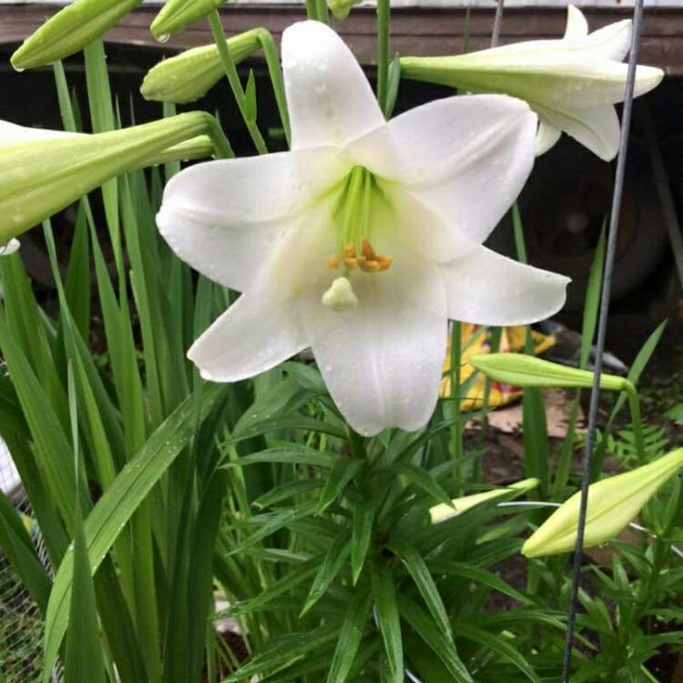 Plant image Lilium 'Gizmo'