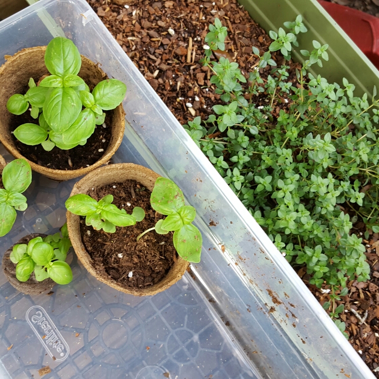 plant image 627434