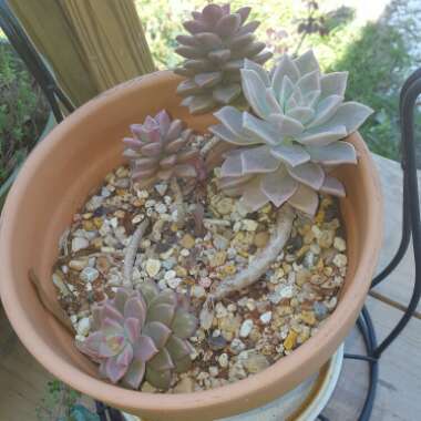 Krystal's garden