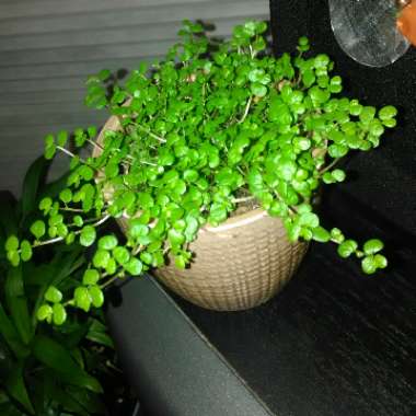 Soleirolia soleirolii syn. Helxine soleirolii