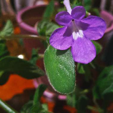Streptocarpus caulescens