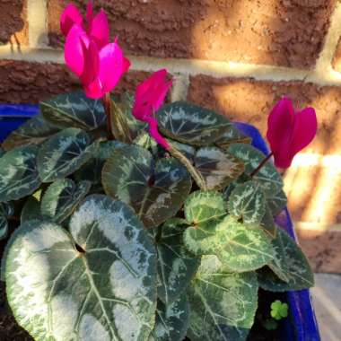 Cyclamen (Species) Purple Cyclamen
