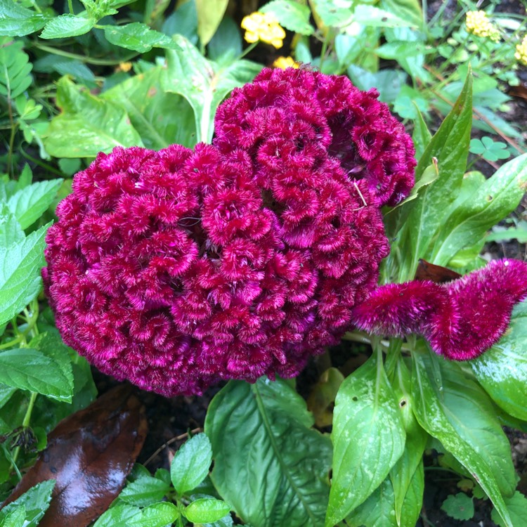 Plant image Celosia cristata 'Dracula'