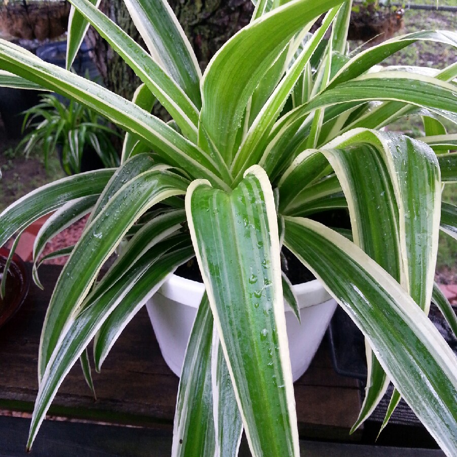 Chlorophytum comosum 'Vittatum', Spider Plant 'Vittatum' - uploaded by ...