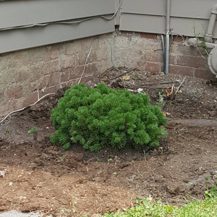 Plant image Pinus mugo 'Pumilio'