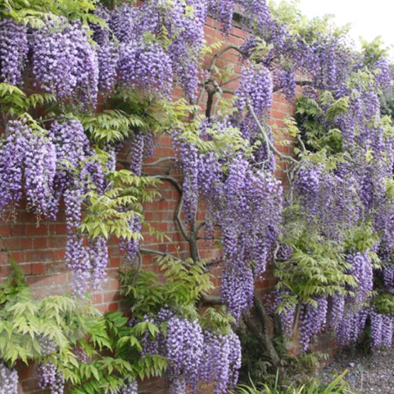 Plant image Wisteria floribunda 'Burford'